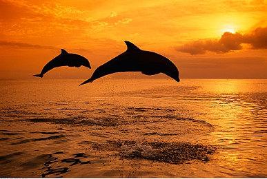 任天堂高管：《猎天使魔女3》开发顺利、请保持关注